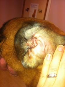 normal ear without ear mites