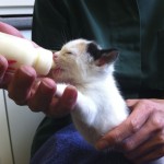 Hand Rearing Kittens