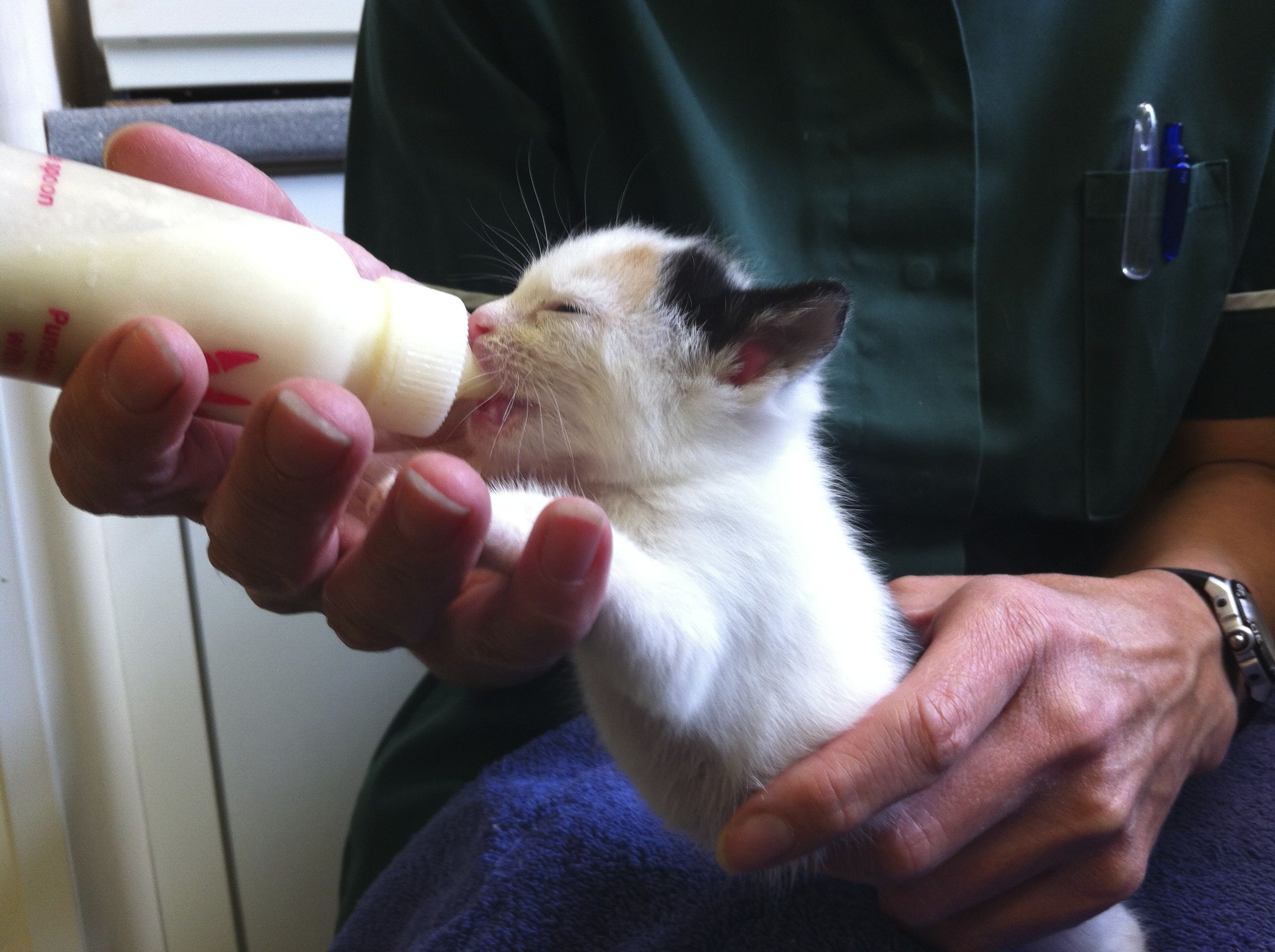 how to feed a two week old kitten