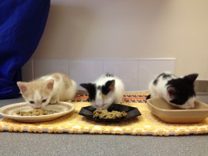 kittens feeding separately