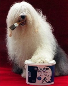dulux dog