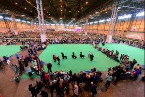 Whatever you think about Crufts, they can sure put on a show!