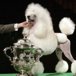 The Crufts Conundrum
