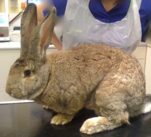 Rabbits come in all shapes and sizes! This guy is a giant breed.