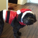 10 tips to keep your pets safe this Christmas!