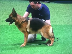 This was a real shame.  For this dog to be crowned the 'best' of it's breed with a back like that shows that some judges have a long way to go before they put the health of a dog before the 'breed standard'