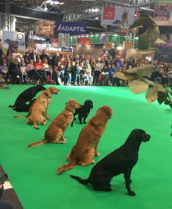 How gorgeous are these working Labradors in the ring?  Just beautiful