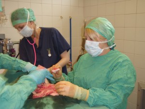 Veterinary nurses will not only monitor your pet's anaesthetic, they often scrub up and assist the vet as well!