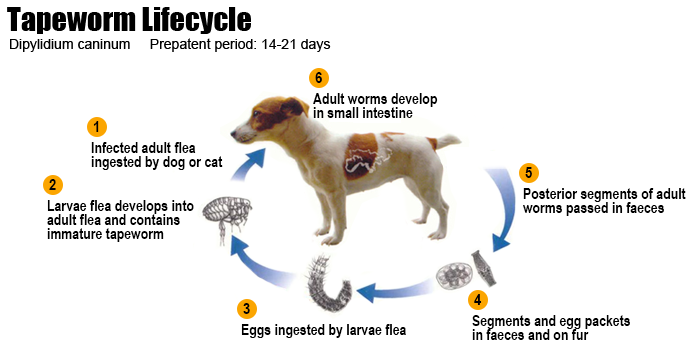 flea:tapeworm lifecycle