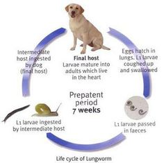 lungworm lifecycle