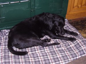 The pain of arthritic joints never goes away, so pets learn the only way to stay as comfortable as possible is to simply stay still and sleep.