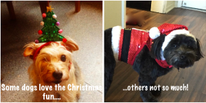 Christmas dogs annotated