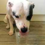 Is Your Dog a Heavy Drinker?!