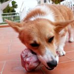 Raw Dog Diets and Multi-Drug Resistant Bacteria