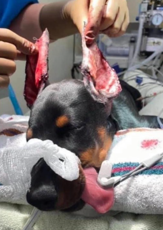 image shows a doberman under an anaesthetic during an ear cropping surgery.  The ears are bloodied and half their original size.