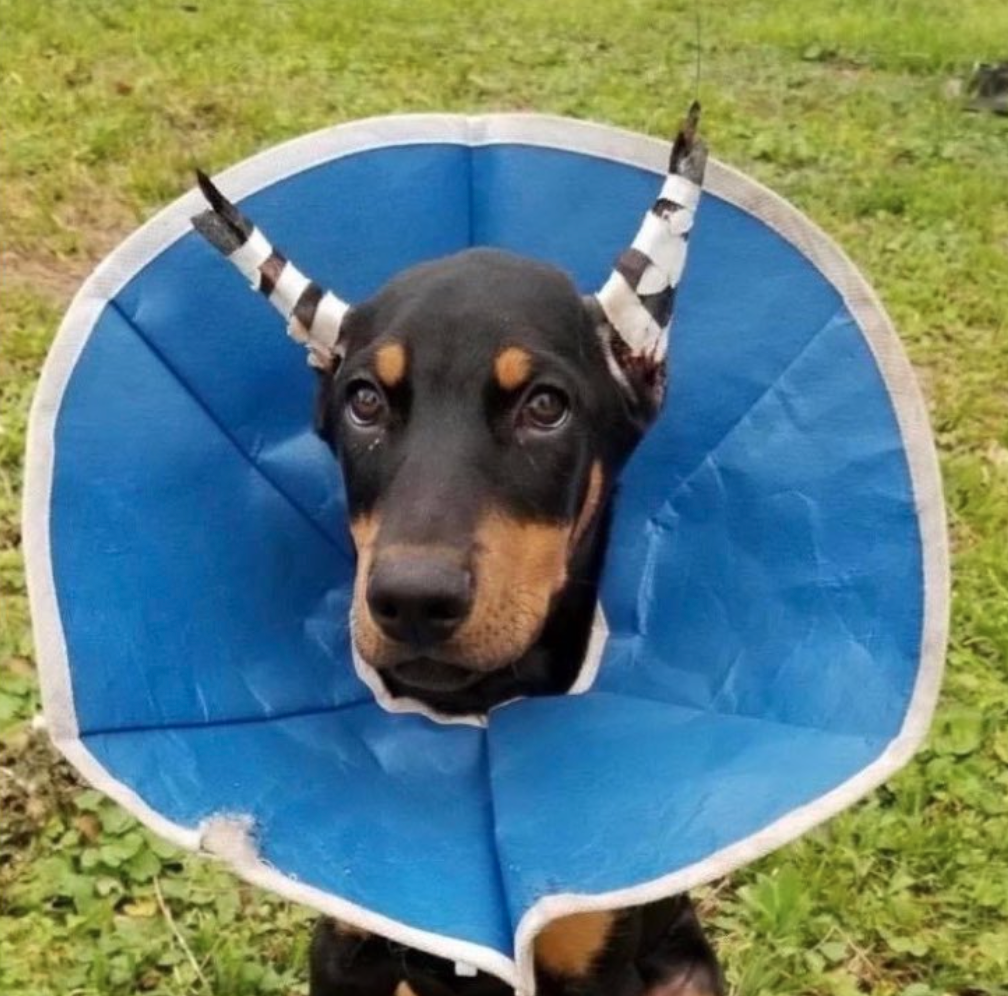 image shows a young doberman with it's ears strapped up in stands to make them stick up straight and a cone around it's neck so it can't damage the stands.