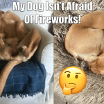 My Dog Isn't Afraid Of Fireworks!