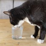 You Can Give Your Cat Some Water - But How Do You Get Them To Drink It?