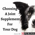 Choosing A Joint Supplement For Your Dog
