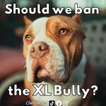 Should We Ban The XL Bully?