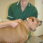 Dog vaccinations