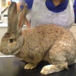 Rabbit vaccinations