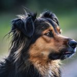 Do You Know About Canine Brucellosis?
